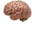 Tourette's Syndrome Association