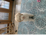Cool dogs like so cool