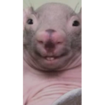 The karen rats