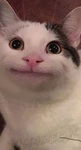 Memes_team