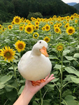 DuckyWarriors