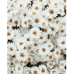Wild_Flowers