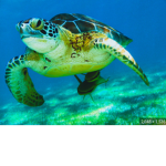 KINGDOM TURTLE