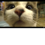 Cats f eveeeeeeeeeeeeeeeeeeeeeeeeeeeeeeeeeeeeeeeee