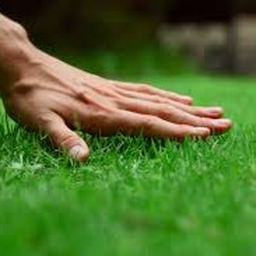 Frolic in a grassy feild simulator