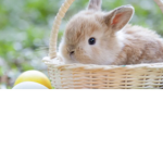 Bunny hop until you get tried