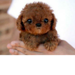Puppy Playmates