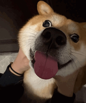 Bongo!