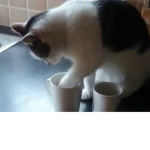 Kat Cafe!