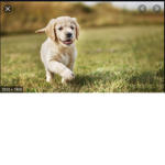 Flamin doggie