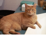 the cringe cats