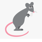 Rats all hate cats