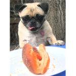 pug empire