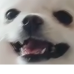 Fans of the Almighty Eggdog