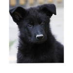Dog ###### (: