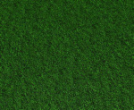 The plant kingdom 1#