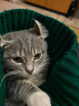 PepsiTheCatGroup