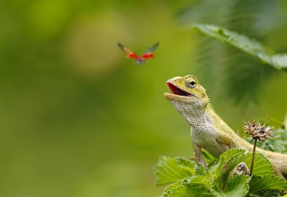 Lizard hangout