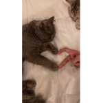 #نوني