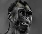 monkeycraft crew