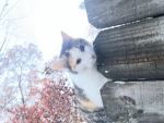 Cats and kittys world