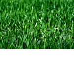 Grasser Gang