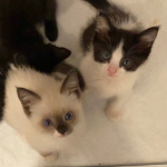 Kitten kitten kitten love