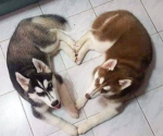 Husky’s Paws Application Group