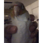 BurritoBirb