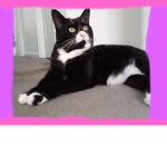 Kitty's Private Chat