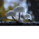 Mushrooms Unite!