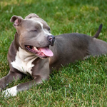 Pit bull Army