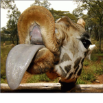 Teh Giraffes