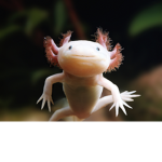 People who like axolotl group
