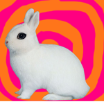 bunnygang