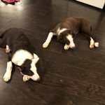 Puppy Stodios