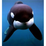 Willy The Whales Hangout