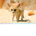 fennec fox pack