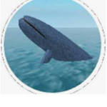 Whales United!