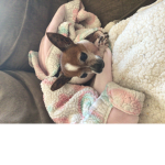 Toroburrito doggy