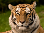 Tigers! - fan group