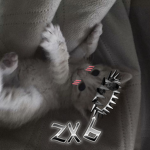 zx6