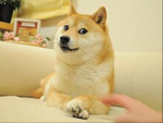 Doge kingship