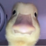 give athena robux