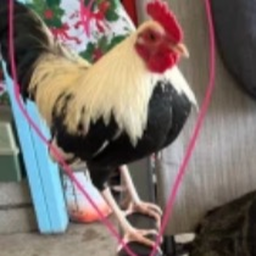 laylo the chicken