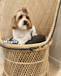 Maple dog studios by Bamboo_platinum@