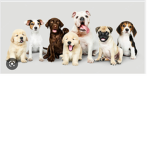 Puppies forever!!!