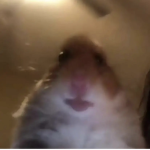 Hamsters united!:)