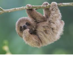 Sloth's Clothing Center