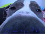 IHEARTDOGSSSSS